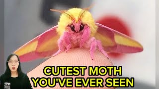 Cutest moth youve ever seen [upl. by Ihpen52]