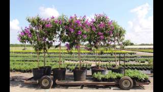 Tibouchina granulosa  Purple Glory Tree [upl. by Neellok]