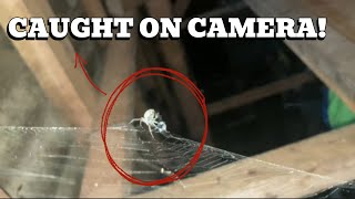 Brown Sailor House Spider Gagambang Bahay Feeds On An Ensign Wasp 🤯 [upl. by Laroy]