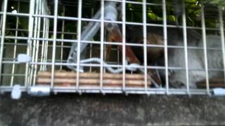 Squirrel Caught in a Mk4 Fenn Rail Trap  wwwgreysquirrelcontrolcouk [upl. by Idmann]