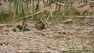 Meadow Pipit Pispola Anthus pratensis [upl. by Natie]