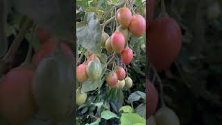 Tamarillo Tomato Tree almost ready [upl. by Viviana654]