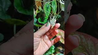 Тилландсия Butzii 🐙 tillandsia plants garden flowers urbanjungle plantlover urbanplants [upl. by Kathleen]