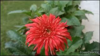 Gerbera Care before flowering season amp how to fertilize [upl. by Nagaet]