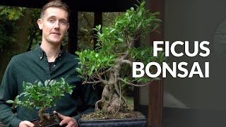 Ficus Bonsai tree care [upl. by Llyrat]