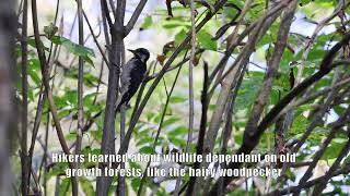 Willapa National Wildlife Refuge hosts bird event in Long Beach [upl. by Beghtol]