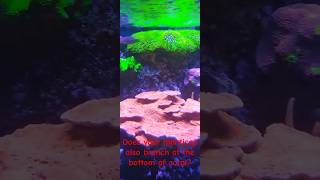 Monticap scrolling montipora coralcantwait saltwateraquarium reefobsessed keepgrowing reef [upl. by Anits]