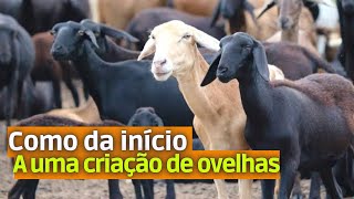 ✅Como COMEÇAR uma criação de OVELHAS do jeito certo [upl. by Lucinda]