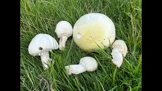 The Complexities of Agaricus [upl. by Nidla]