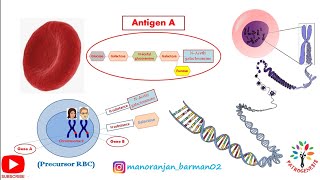 Antigen A and Antigen B from H substance on red cell Genotype amp Phenotype of ABO  pathogenesis [upl. by Nonnac654]