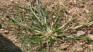 Goosegrass – Garden Notes [upl. by Dearden6]