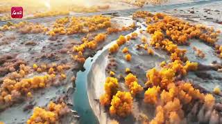 Aerial view of Xinjiang Stunning poplar tree forests at the endpoint of the Tarim River [upl. by Apollus]