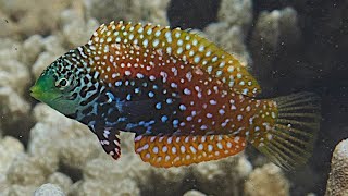 Facts The Blue Star Leopard Wrasse [upl. by Iinden]