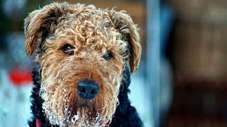 Train Your Airedale Terrier for Canicross A StepbyStep Guide [upl. by Eisenberg278]