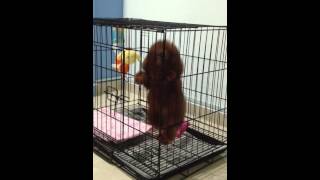 Toy Poodle Puppy First Night  Whining and Seperation Anxiety  V002 [upl. by Samantha]