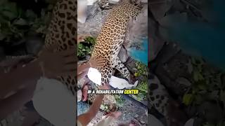 Leopard Rescued from Painful Wire Trap  Heartwarming Rescue [upl. by Hutton927]