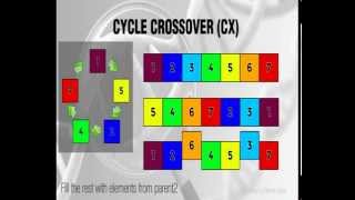 Cycle Crossover  CX  Genetic Algorithms [upl. by Orpheus76]