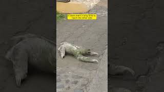 Sloth Crossing the Road – Kind Stranger Steps In to Helpquot [upl. by Immat696]