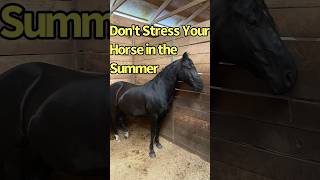 Heat and Flies Cause Stress With Horses in the Summer horses horsecare horse [upl. by Atilrahc]