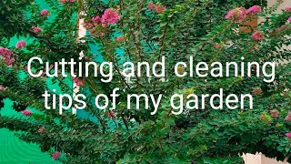 cleaning and cutting tips of my garden [upl. by Araiek]