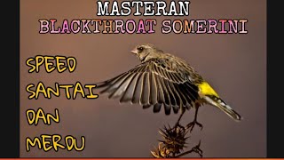 Masteran Blackthroat SOMERINI paling MERDU dan Jernih Relaxing Sound Bird [upl. by Elidad]