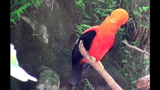 El gallito de las rocas o tunqui  Ave nacional del Perú [upl. by Samson507]