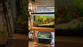 My Aquaponic Ecosystem Aquarium [upl. by Iene246]