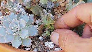 Mealybugs on Succulents Signs and Solutions with Sucs for You [upl. by Ardaed]