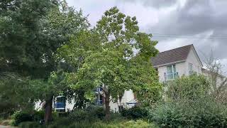 Northern catalpa  tree  September 2024 [upl. by Mccowyn]