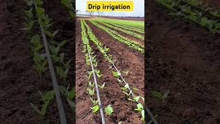 ବୁନ୍ଦା ଜଳ ସେଚନ ପ୍ରଣାଳୀ  drip irrigation process in vegitable farming irrigationdrip irrigation [upl. by Thornie]