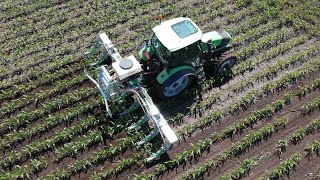 Undersowing grass in maize [upl. by Odlanar]