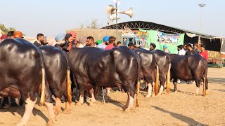 Nili Ravi Buffalo Competition at Jagraon  PDFA [upl. by Enelrahs]