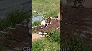 Clever Dogs Figure Out How to Get Across Cattle Guard 🐶 🙌 [upl. by Dyl]