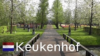 HOLLAND Keukenhof  worlds largest flower garden [upl. by Lexa]