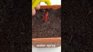 Chilli Growing Tips and Tricks chilliplants plantgrowingtips [upl. by Emsoc]