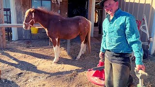 NEGLECTED PONY has the HAPPIEST REACTION TO GETTING HIS HOOVES TRIMMED The Dodo Heroes [upl. by Morrie]