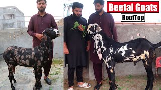 Beetal Goats Setup On RoofTop Lahore 2024  Bakra Mandi [upl. by Natehc246]