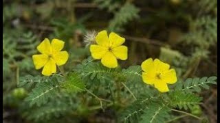 Tribulus Terrestris A Natural Boost for Male Vitalityquot [upl. by Solracesoj]