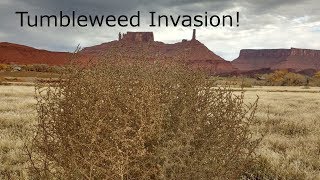 What is with Tumbleweeds Tumbling [upl. by Nimad]