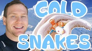 HOW TO BRUMATE HIBERNATING YOUR CORN SNAKES [upl. by Lancelot]