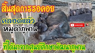 คลอดแล้วแม่พันธุ์หมูดำภูพาน หมูป่าท่งนาฟาร์ม หมูดำภูพาน [upl. by Nnov689]