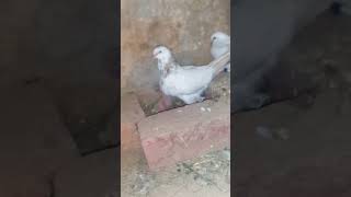 Pigeon ka bachy  baby pigeon growth youtubeshorts pets and animals kabutar ka bachy [upl. by Hoes]