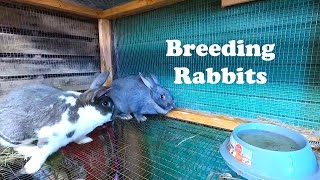 Breeding Rabbits 2024 [upl. by Hnamik]