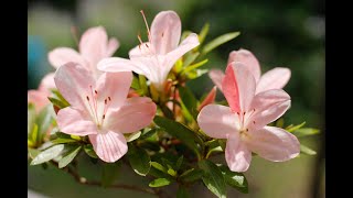 サツキ花後の剪定／Pruning after flowering of Satsuki [upl. by Reeba8]