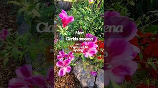 Grow Clarkia quotFarewell to Springquot  lovely Native Flower featuredFlower [upl. by Engamrahc689]