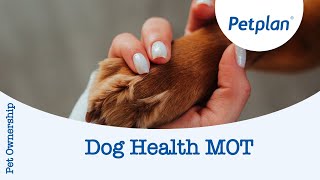 How to give your dog a health MOT  Petplan [upl. by Akcemat]