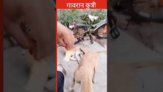 गावरान कुत्री short shots virlshorts doglovers [upl. by Yemiaj]