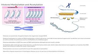 Histone Methylation and Acetylation [upl. by Okemak]