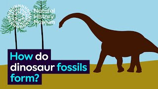 How do dinosaur fossils form  Natural History Museum [upl. by Tobe]