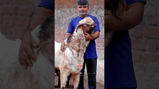 Aapko kaunsi nasal pasand hai bakraeid bakraeid2025 bakraeidspecial bakra goats trending [upl. by Jocko]